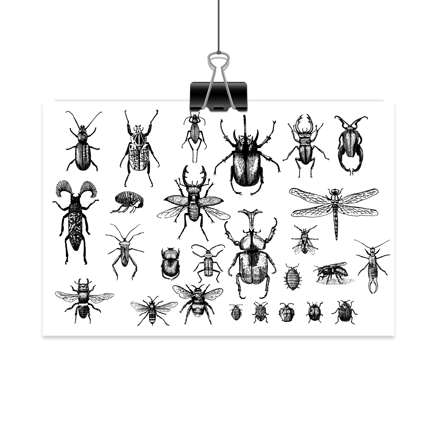 Bugs - Mini Art Print (4 x 6)
