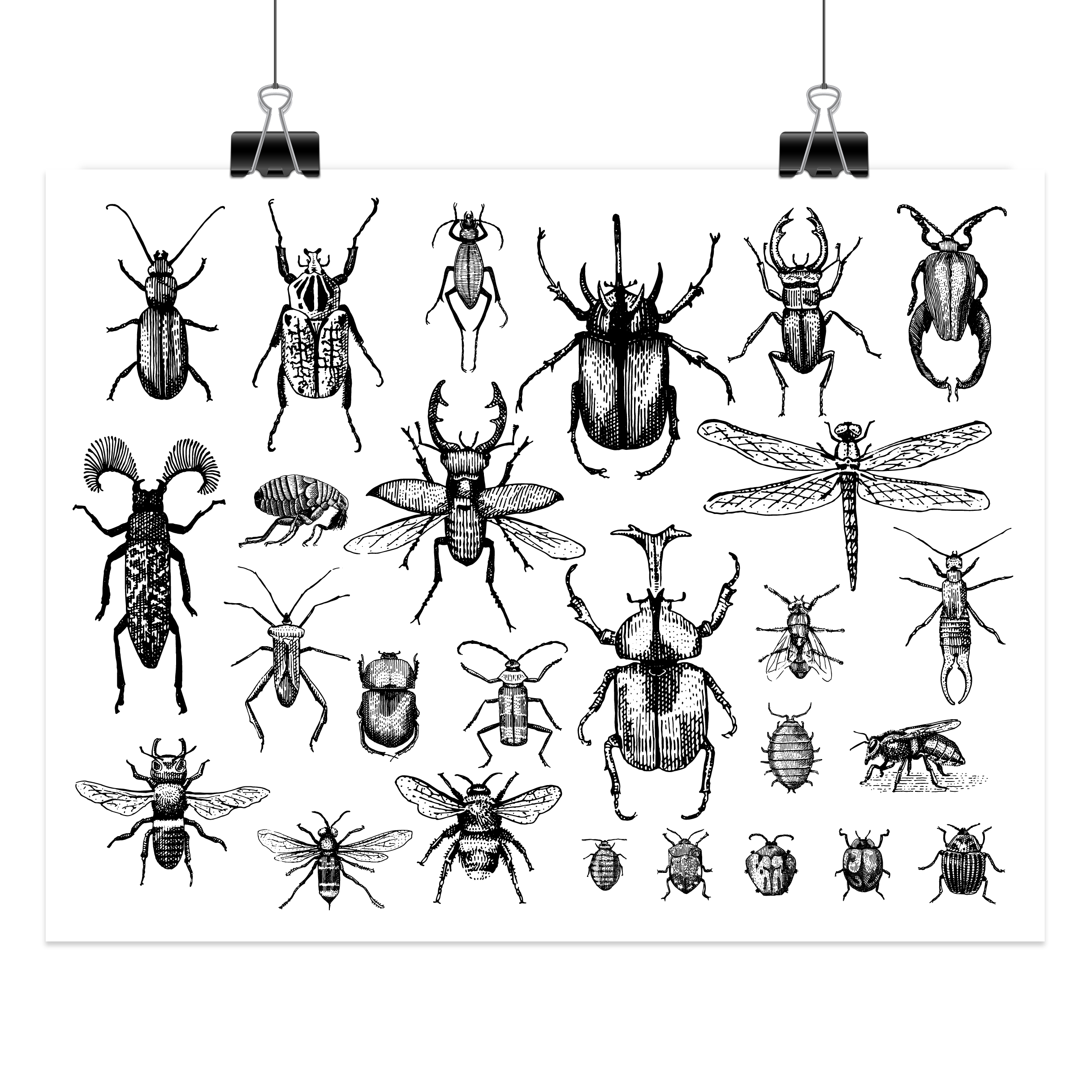 Bugs - Large Art Print (8.5 x 11)